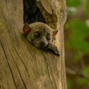 Lemur im Baum auf Madagaskar
