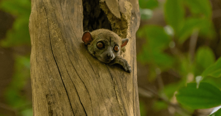 Lemur im Baum auf Madagaskar