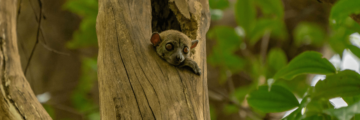 Lemur im Baum auf Madagaskar