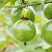 Dampsoft pflanzt Bäume in Kenia