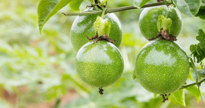 Dampsoft pflanzt Bäume in Kenia