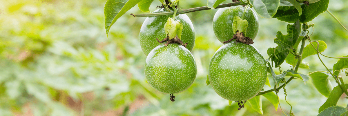 Dampsoft pflanzt Bäume in Kenia